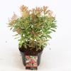 Rotsheide (Pieris Japonica &ldquo;Ralto&rdquo; PBR) heester