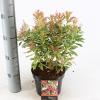 Rotsheide (Pieris Japonica &ldquo;Ralto&rdquo; PBR) heester