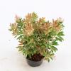 Rotsheide (Pieris Japonica &ldquo;Ralto&rdquo; PBR) heester