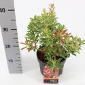 Rotsheide (Pieris Japonica &ldquo;Polar Passion&rdquo; PBR) heester
