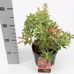 Rotsheide (Pieris Japonica &ldquo;Polar Passion&rdquo; PBR) heester