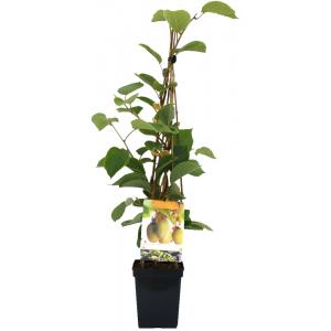 Kiwi (actinidia chinensis "Jenny") fruitplanten Kiwi (actinidia chinensis "Jenny") fruitplanten