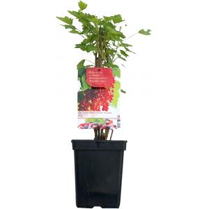 Rode bes (ribes rubrum "Rolan") fruitplanten Rode bes (ribes rubrum "Rolan") fruitplanten