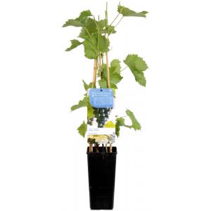 Blauwe druif (vitis vinifera "Muscat Blue") fruitplanten Blauwe druif (vitis vinifera "Muscat Blue") fruitplanten