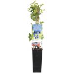 Bosbes (vaccinium corymbosum "Duke") fruitplanten