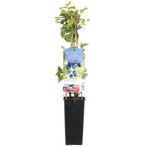 Bosbes (vaccinium corymbosum "Duke") fruitplanten Bosbes (vaccinium corymbosum "Duke") fruitplanten