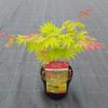 Japanse esdoorn (Acer shirasawanum "Moonrise") heester