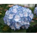 Hydrangea Macrophylla "Charming® Lisa Blue"® boerenhortensia