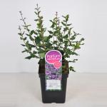 Dwergsering (syringa Bloomerang&reg;"Dark Purple") 
