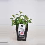 Persica roos (rosa persica "Eyes for you"&reg;)