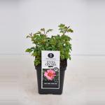 Persica roos (rosa persica "Eyes on me"&reg;)