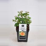 Persica roos (rosa persica "Eyes of the Tiger"&reg;)