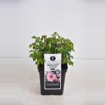 Persica roos (rosa persica "Bright Eyes"&reg;)