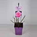 Trosroos (rosa "Rosengräfin Marie Henriette® Parfuma"®)