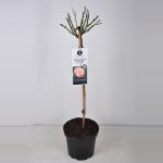 Grootbloemige roos op stam (rosa "Augusta Luise"&reg;)