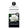 Grootbloemige roos op stam 90 cm (rosa "Annapurna"®) 