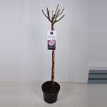 Grootbloemige roos op stam 90 cm (rosa "Blue Girl"&reg;)
