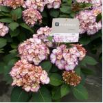 Hydrangea Macrophylla "Kanmara De Beauty Roze"® boerenhortensia