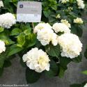 Hydrangea Macrophylla "Kanmara De Beauty White"® boerenhortensia