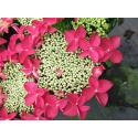 Hydrangea Macrophylla Classic® "Lady In Red"® schermhortensia