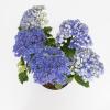 Hydrangea Macrophylla "Double Flowers Blue"® boerenhortensia