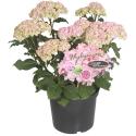 Hydrangea Macrophylla "Double Flowers Pink"® boerenhortensia