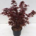 Japanse esdoorn (Acer palmatum "Shaina") heester