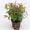Druifheide (Leucothoe keiskei &ldquo;Burning Love&rdquo; PBR) heester