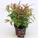Druifheide (Leucothoe keiskei &ldquo;Burning Love&rdquo; PBR) heester