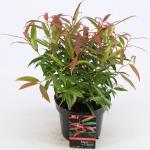 Druifheide (Leucothoe keiskei &ldquo;Burning Love&rdquo; PBR) heester