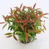 Druifheide (Leucothoe keiskei &ldquo;Burning Love&rdquo; PBR) heester