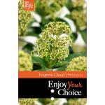 Skimmia (Skimmia Japonica &ldquo;Fragrant Cloud&rdquo;) heester