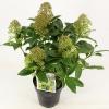 Skimmia (Skimmia Japonica “Fragrant Cloud”) heester