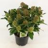 Skimmia (Skimmia Japonica “Fragrant Cloud”) heester