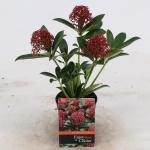 Skimmia (Skimmia Japonica &ldquo;Pink Dwarf&rdquo;&reg;) heester