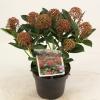 Skimmia (Skimmia Japonica &ldquo;Pink Dwarf&rdquo;&reg;) heester