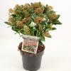 Skimmia (Skimmia Japonica &ldquo;Pink Dwarf&rdquo;&reg;) heester