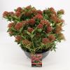 Skimmia (Skimmia Japonica &ldquo;Pink Dwarf&rdquo;&reg;) heester