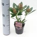 Skimmia (Skimmia Japonica &ldquo;Rubesta&rdquo;&reg;) heester