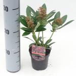 Skimmia (Skimmia Japonica &ldquo;Rubesta&rdquo;&reg;) heester