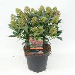 Skimmia (Skimmia Japonica &ldquo;Wanto&rdquo;) heester