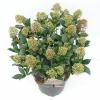 Skimmia (Skimmia Japonica &ldquo;Wanto&rdquo;) heester