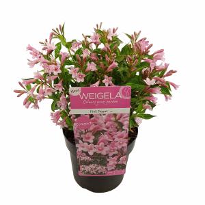 Weigela Florida struik Pink Poppet