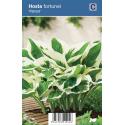 Hartlelie (hosta fortunei "Patriot") schaduwplant