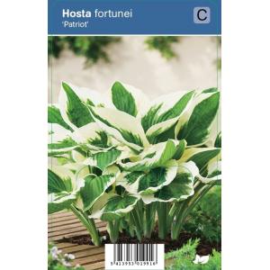 Hartlelie (hosta fortunei "Patriot") schaduwplant