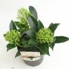 Skimmia (Skimmia Japonica &ldquo;Marlot&rdquo;) heester
