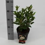Sneeuwbal (Viburnum tinus &ldquo;Ladybird&rdquo;&reg;) heester
