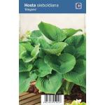 Hartlelie (hosta sieboldiana "Elegans") schaduwplant