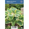 Hartlelie (hosta sieboldiana "Frances Williams") schaduwplant