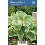 Hartlelie (hosta sieboldiana "Frances Williams") schaduwplant